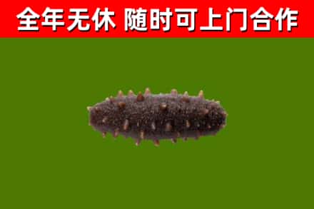 阳山回收海参干